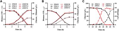 A plasmid-free Zymomonas mobilis mutant strain reducing reactive oxygen species for efficient bioethanol production using industrial effluent of xylose mother liquor